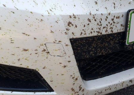 از بین بردن کامل اثر حشرات با ماشین بدون آسیب به رنگ خودرو