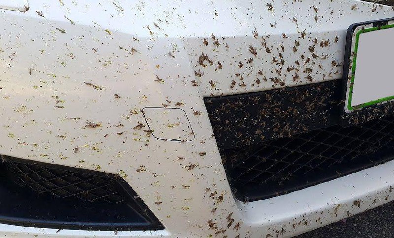 از بین بردن کامل اثر حشرات با ماشین بدون آسیب به رنگ خودرو